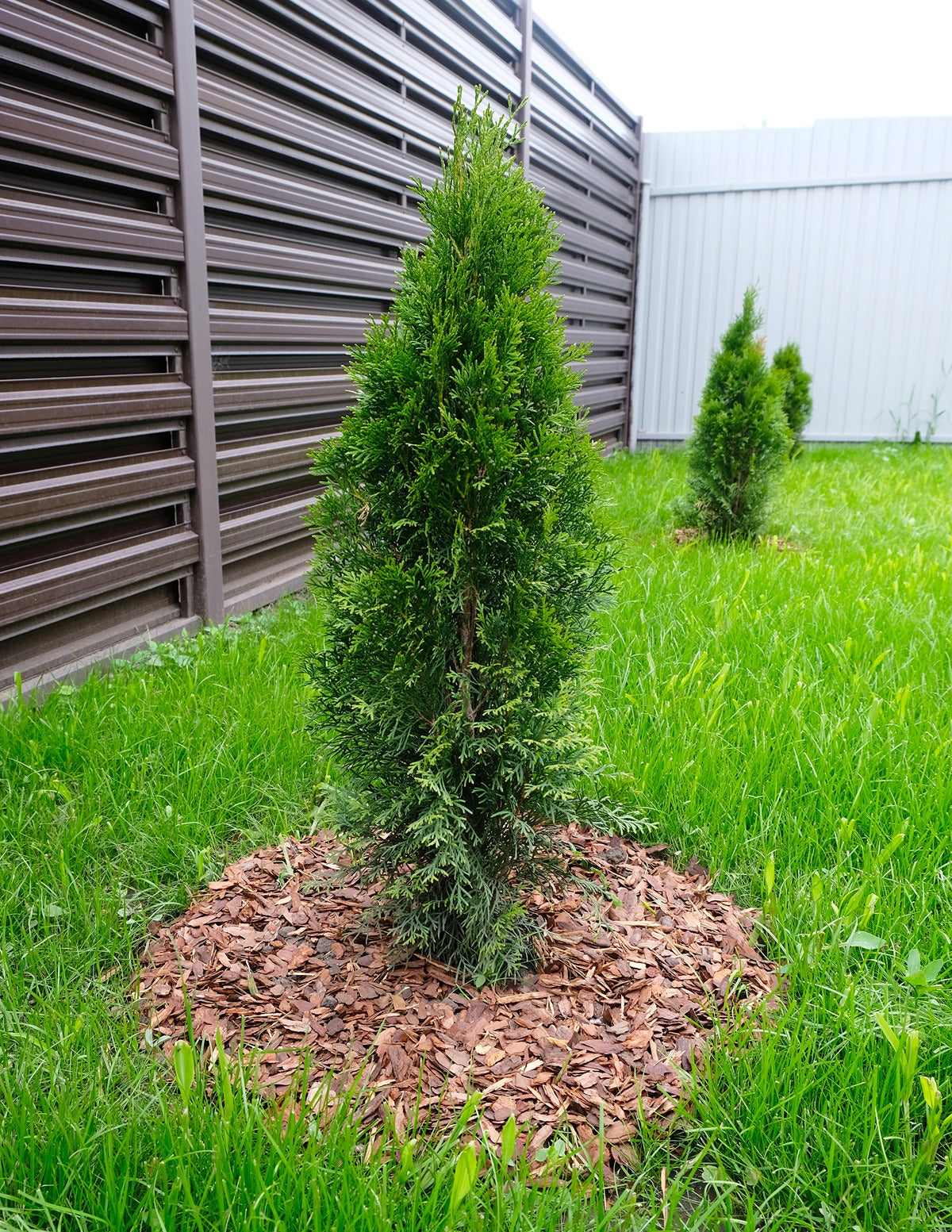 Junior Giant Thuja Tree