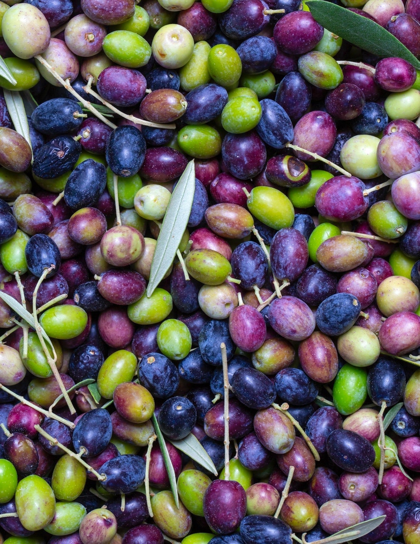 Frantoio Olive Tree