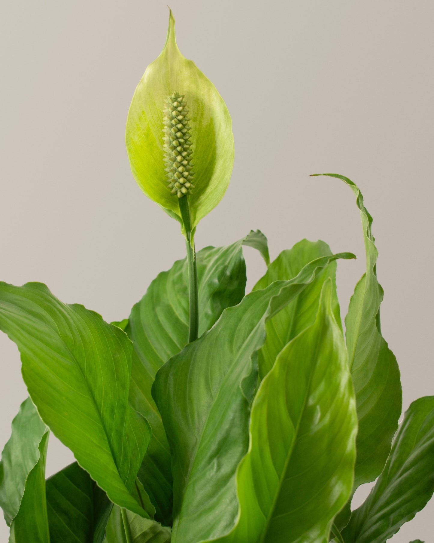 Peace Lily Party Pack