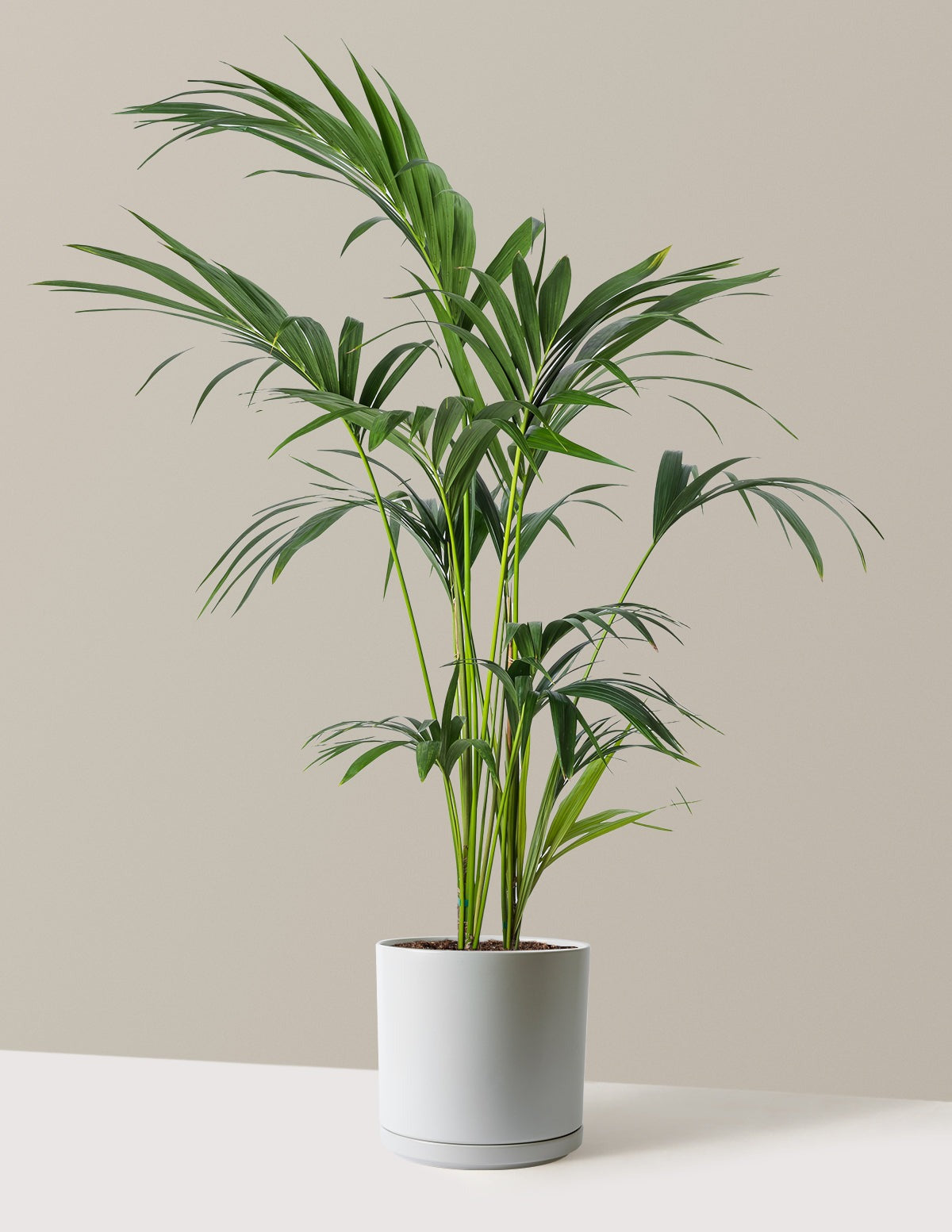 Kentia Palm