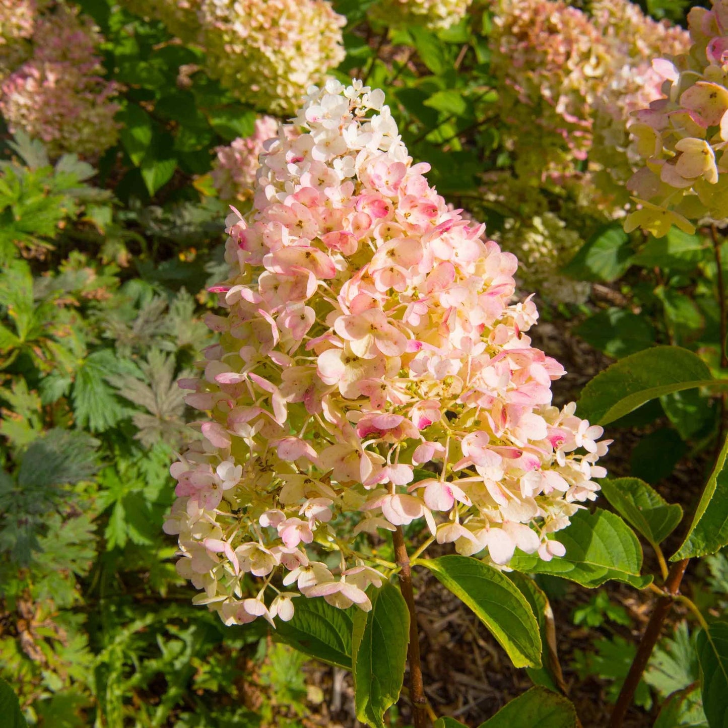 Vanilla StrawberryTM Hydrangea