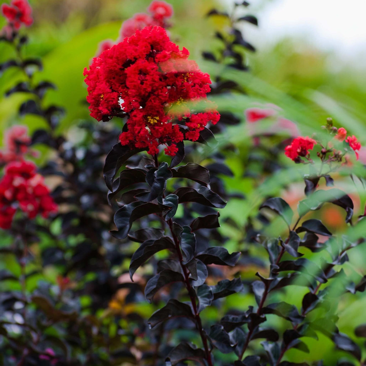 ThunderstruckTM Rumblin' RedTM Crapemyrtle