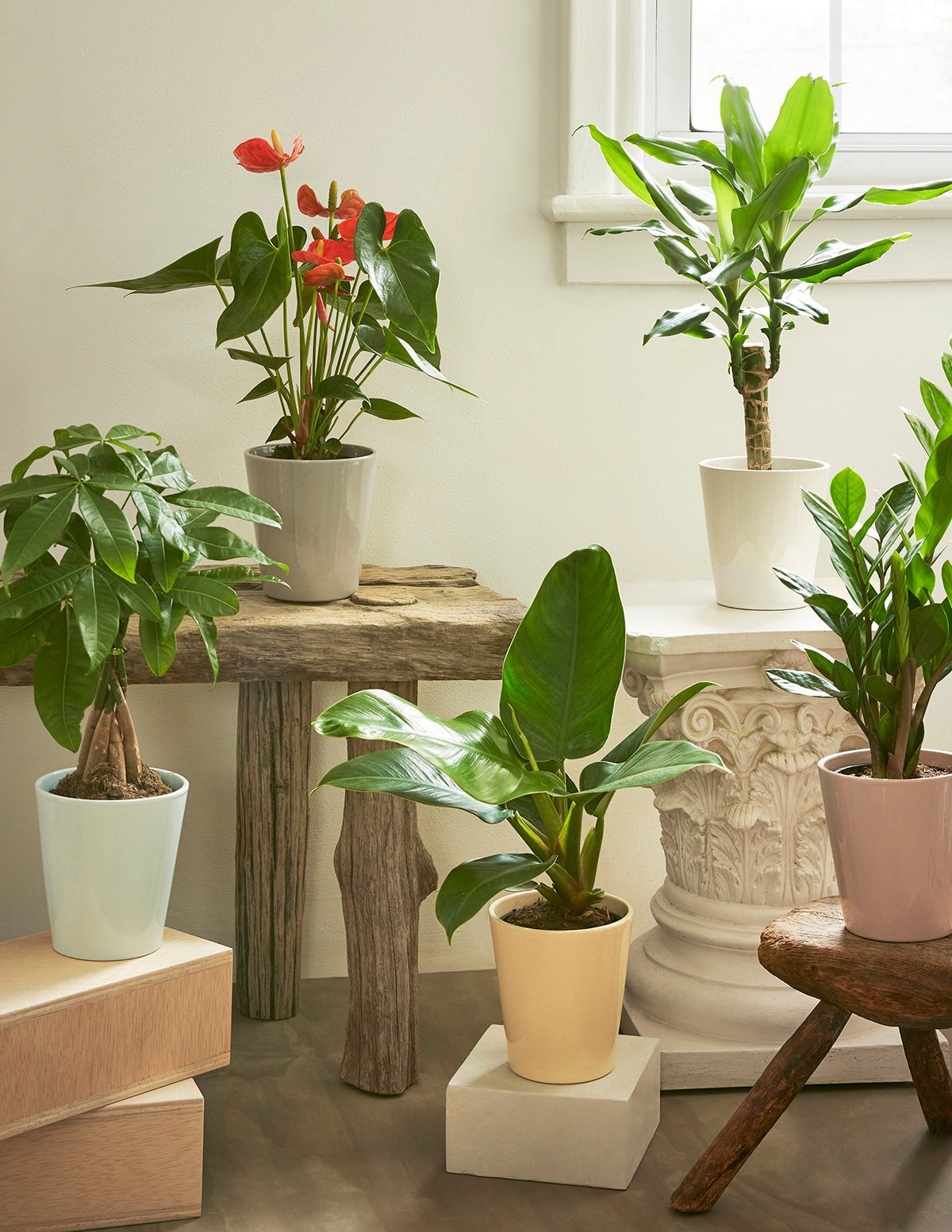 Coral Anthurium