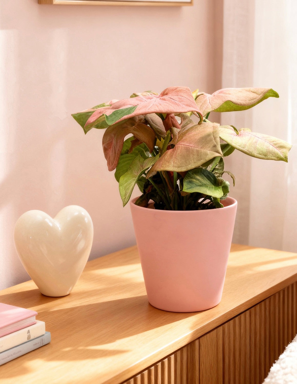 Pink Arrowhead Plant