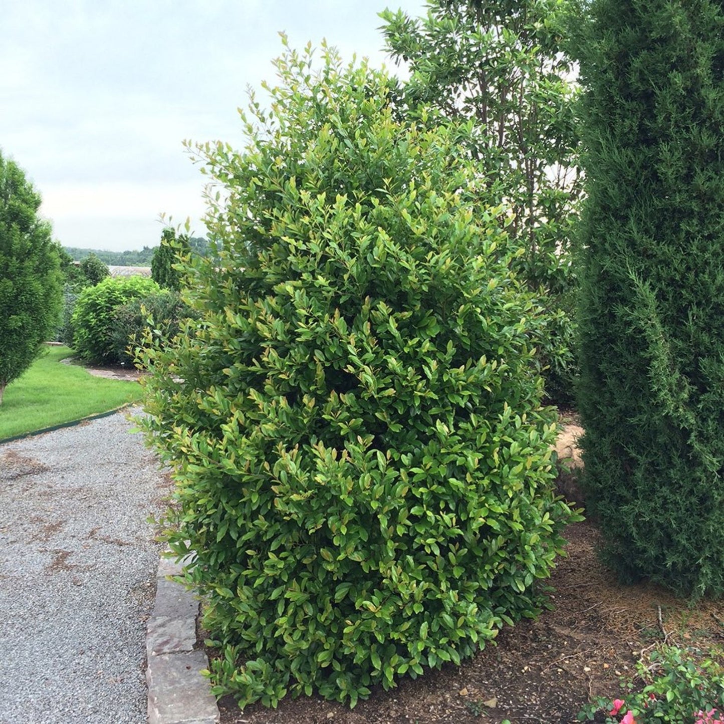 Centre CourtTM Cherry Laurel