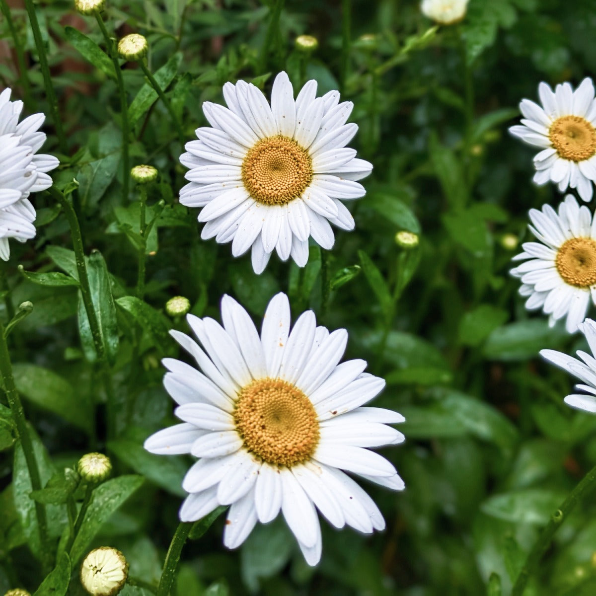 ShortstopTM Shasta Daisy