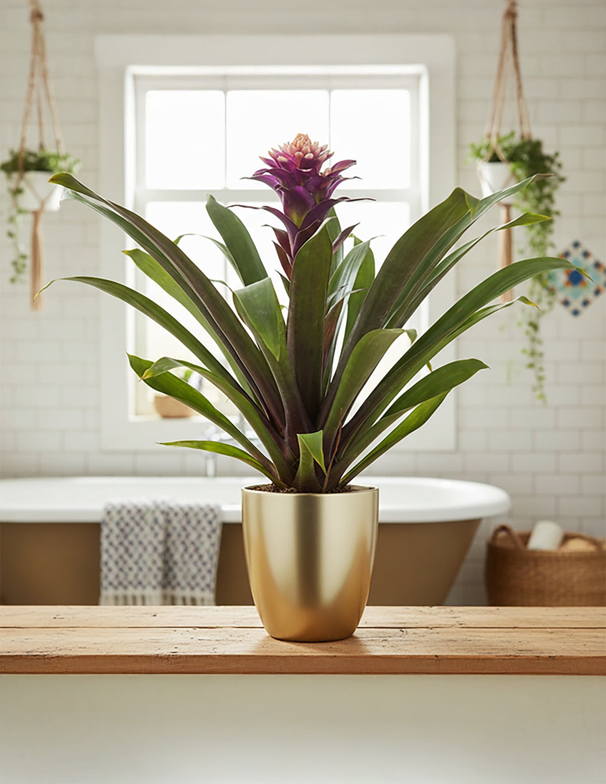 Bromeliad Guzmania Francesca