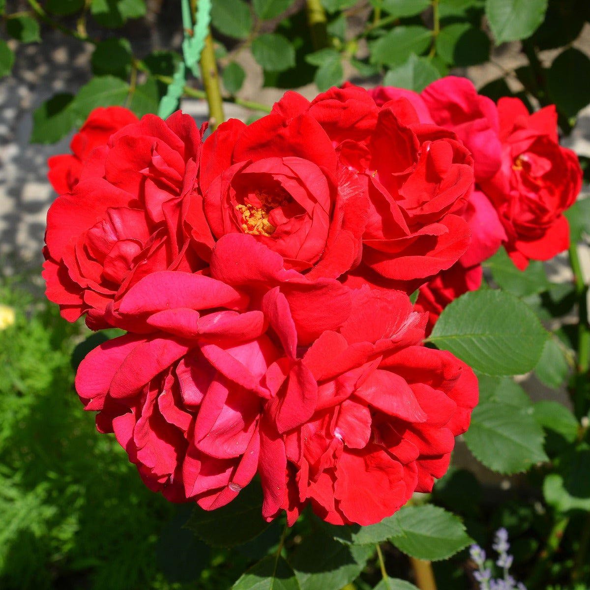 Cinnamon HeartsTM Rose