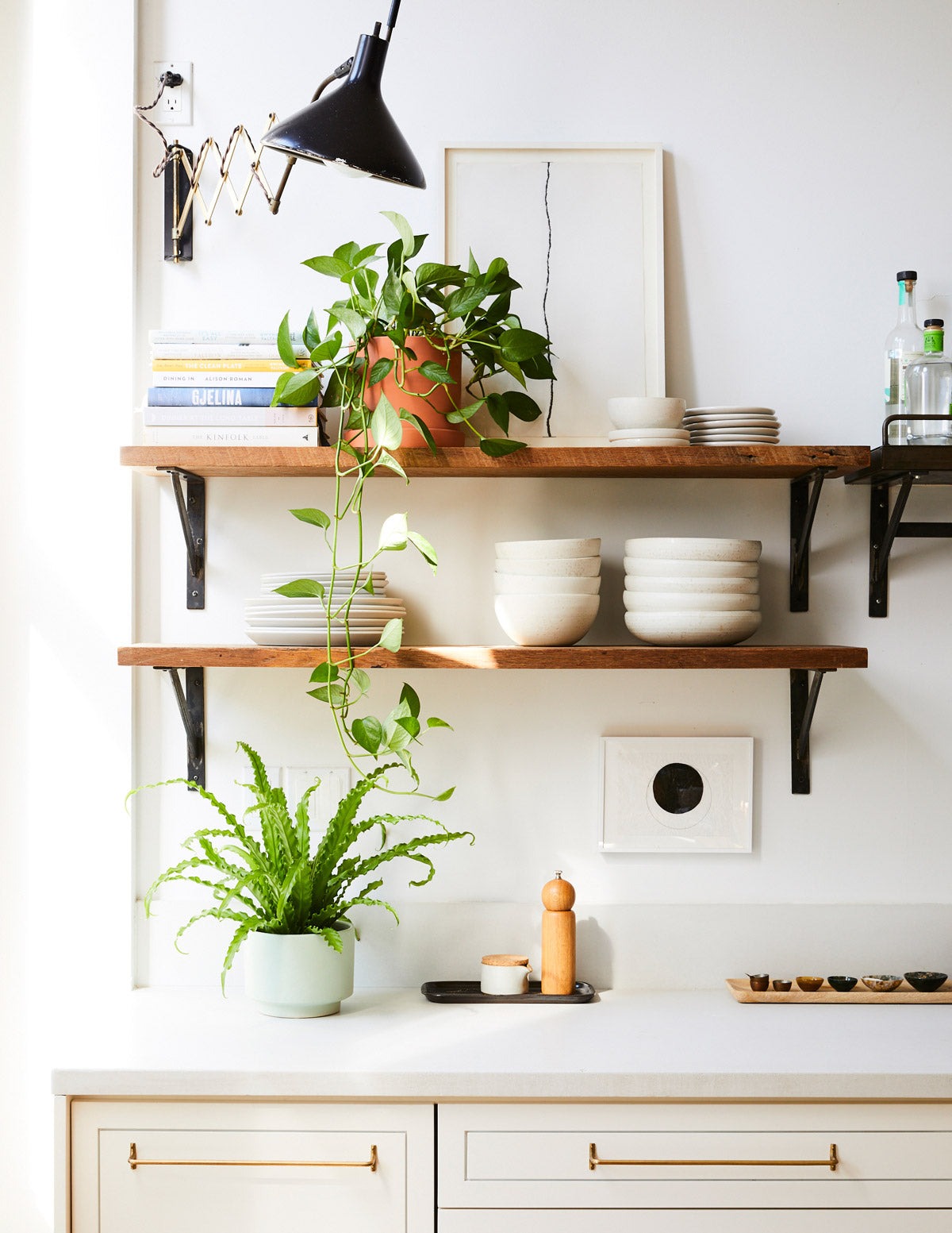 Bird's Nest Fern