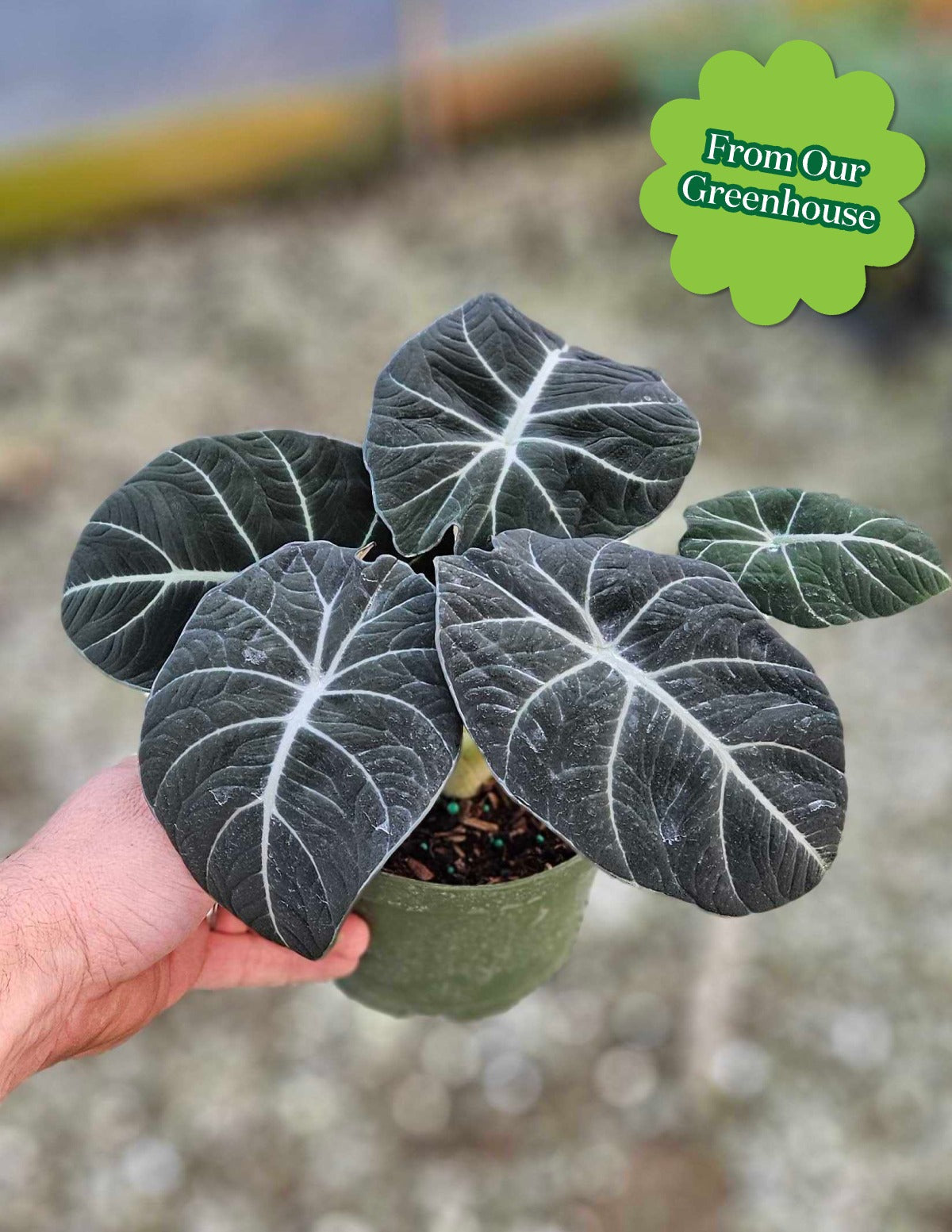 Alocasia Black Velvet