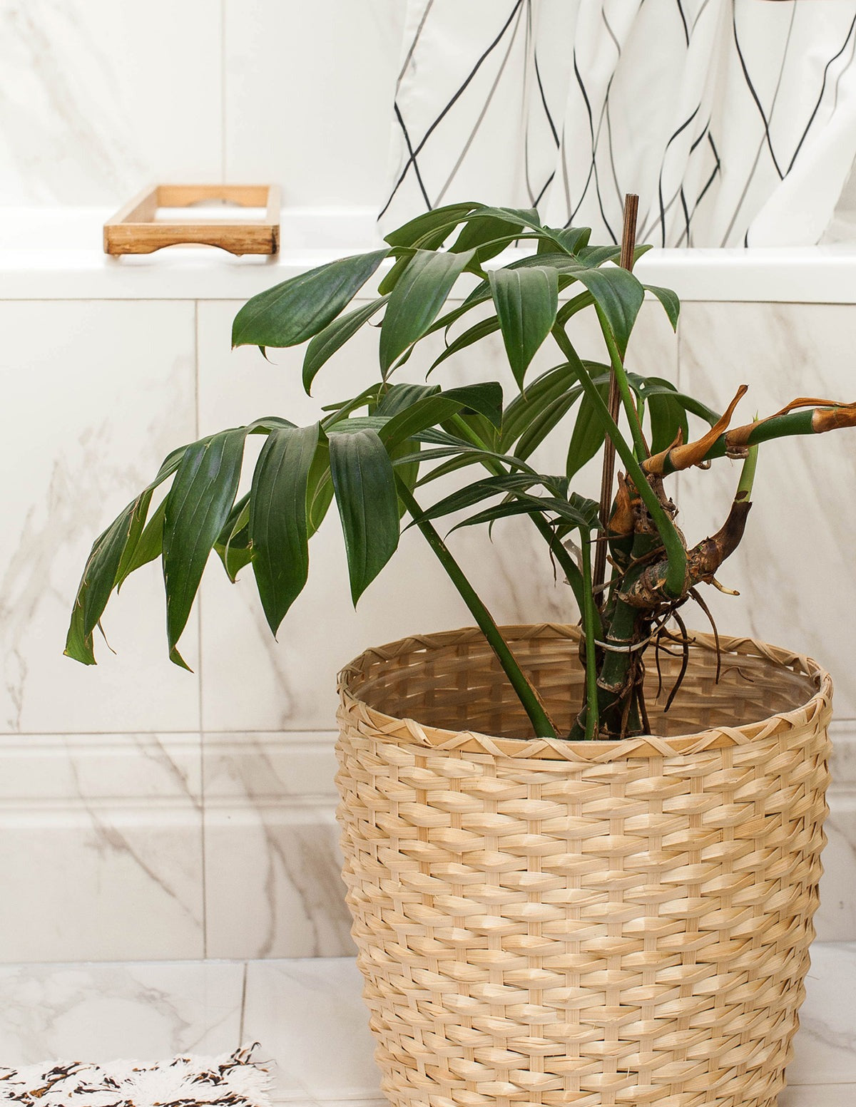 Dragon Tail Plant