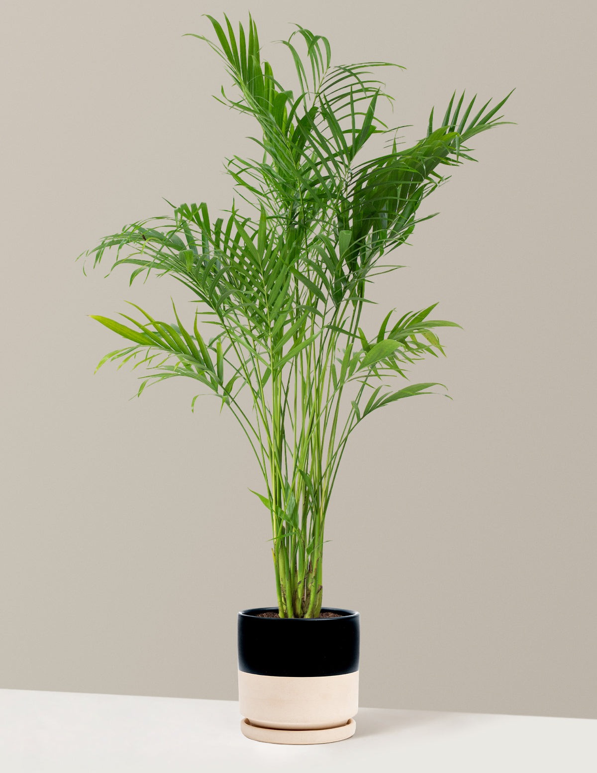 Large Cat Palm