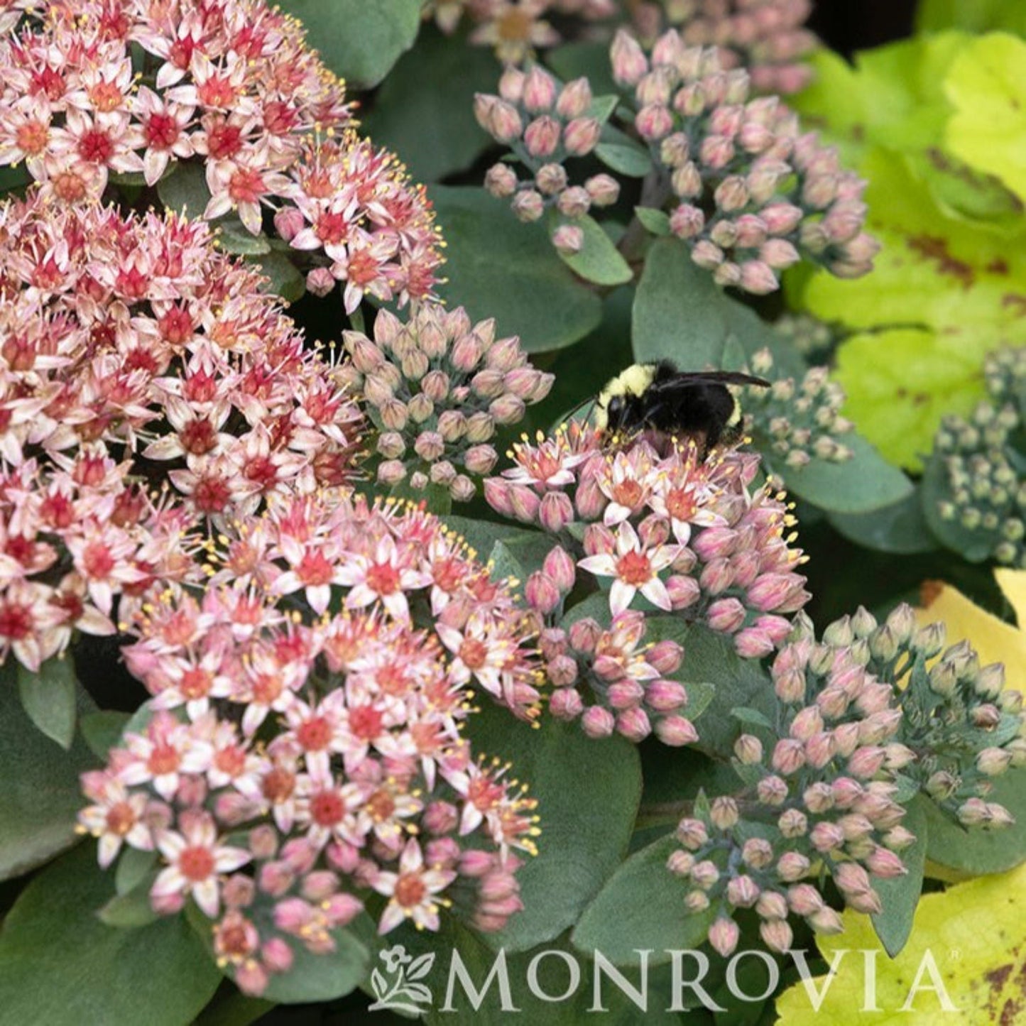 EvolutionTM Emerald Ice Sedum