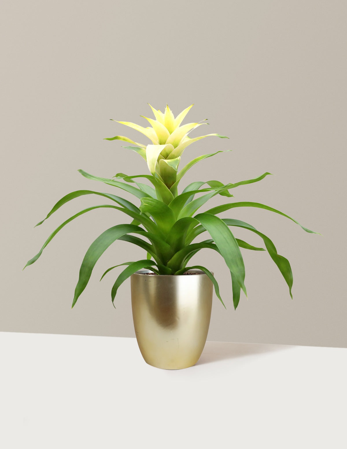 Bromeliad Deseo White