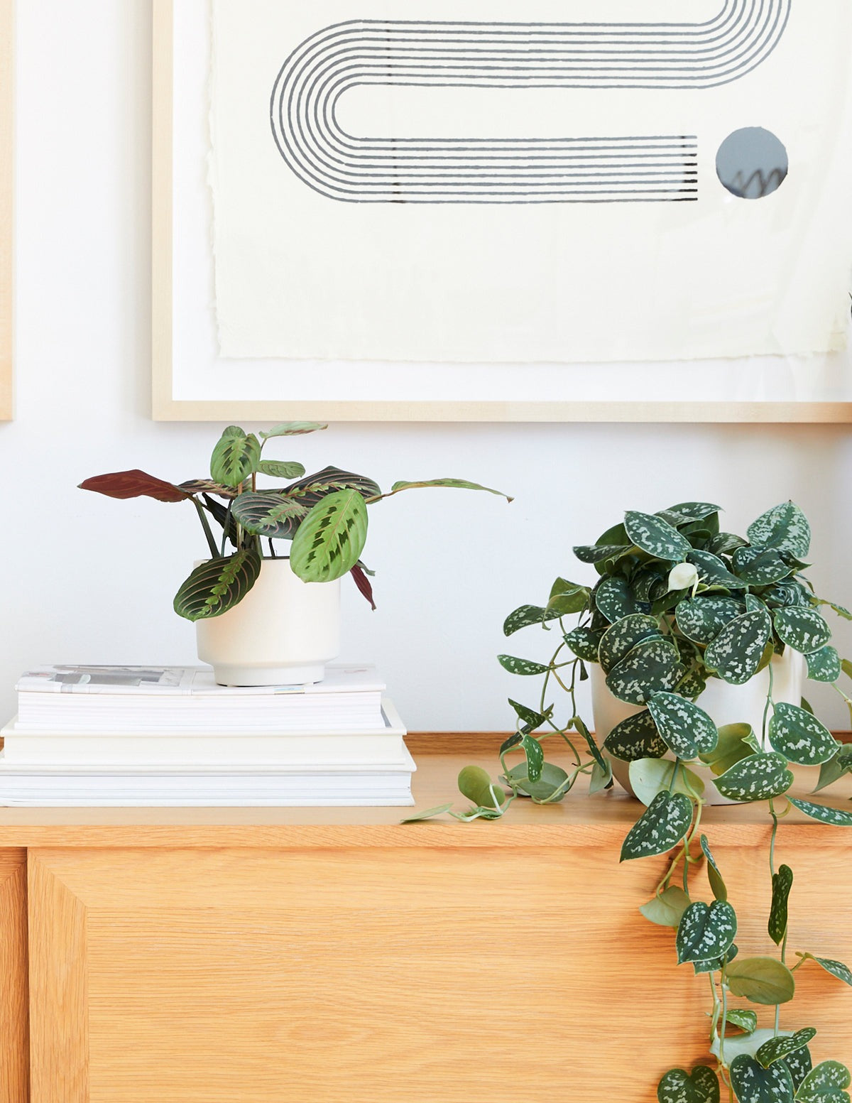 Red Prayer Plant