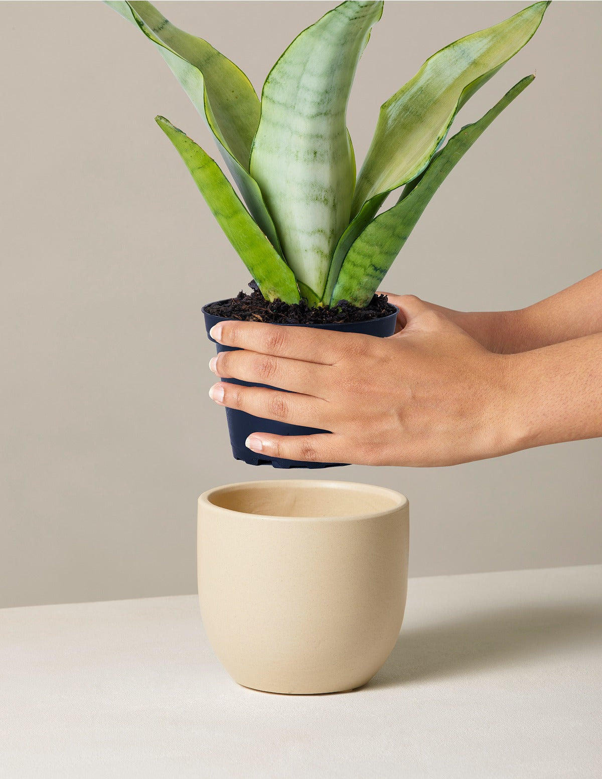 Moonshine Snake Plant