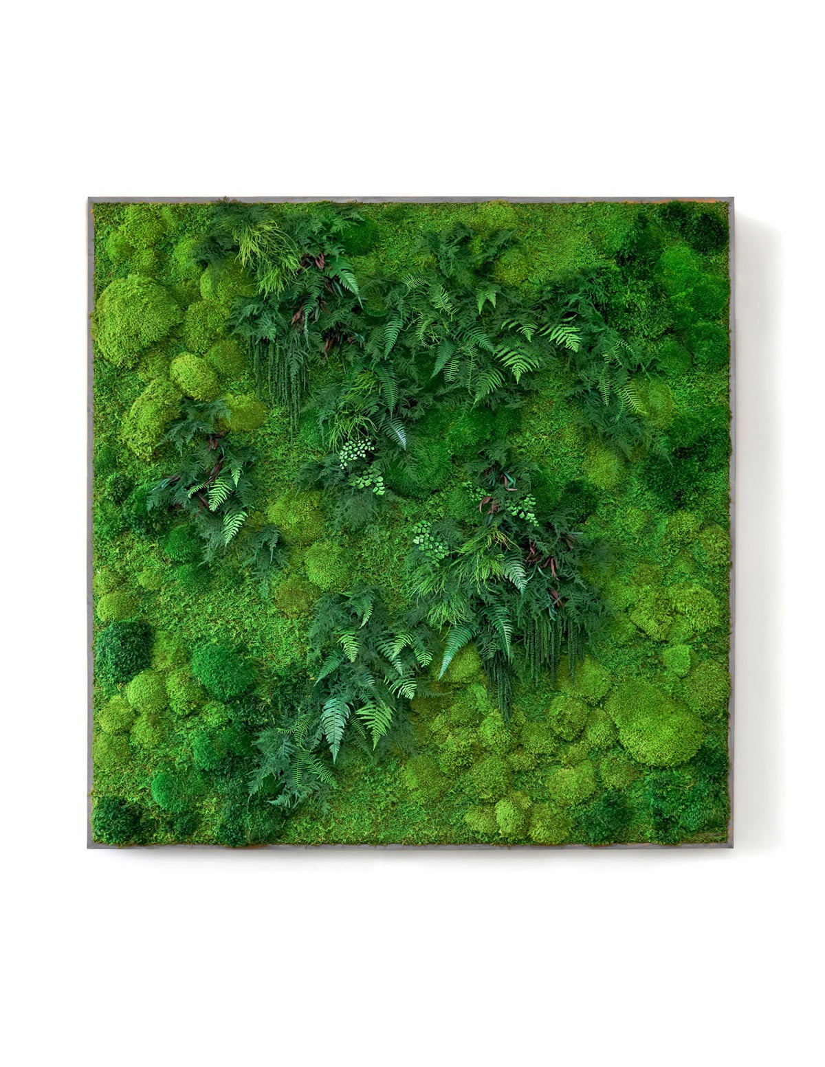 Giant Preserved Living Wall