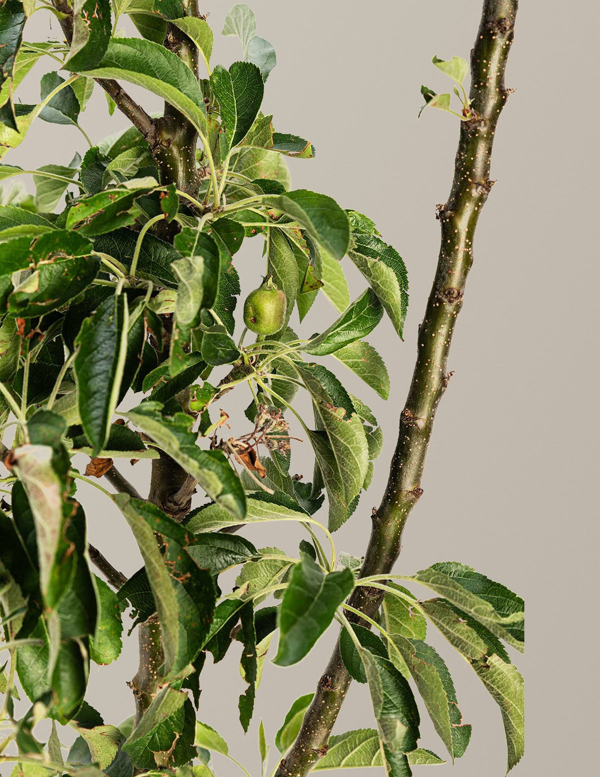 Golden TreatTM Fruit SnacksTM Apple Tree
