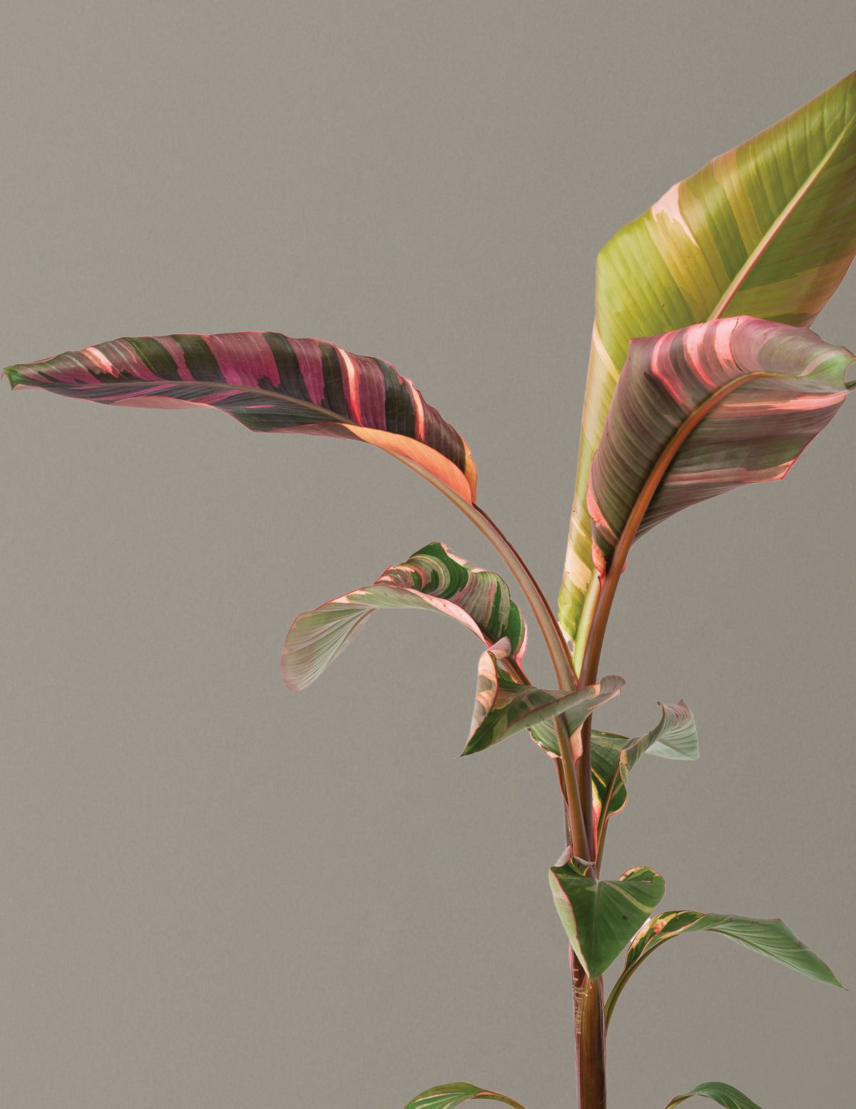 Musa Nono Pink Variegated Banana