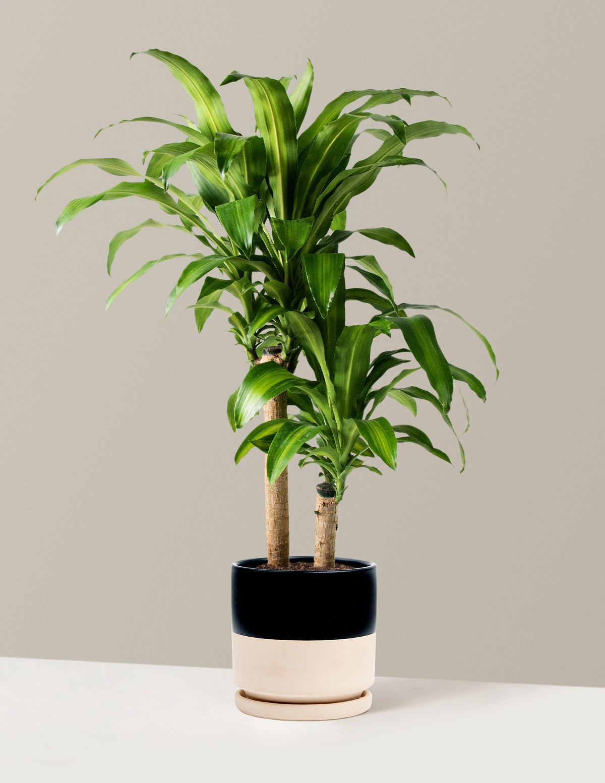Dracaena Mass Cane
