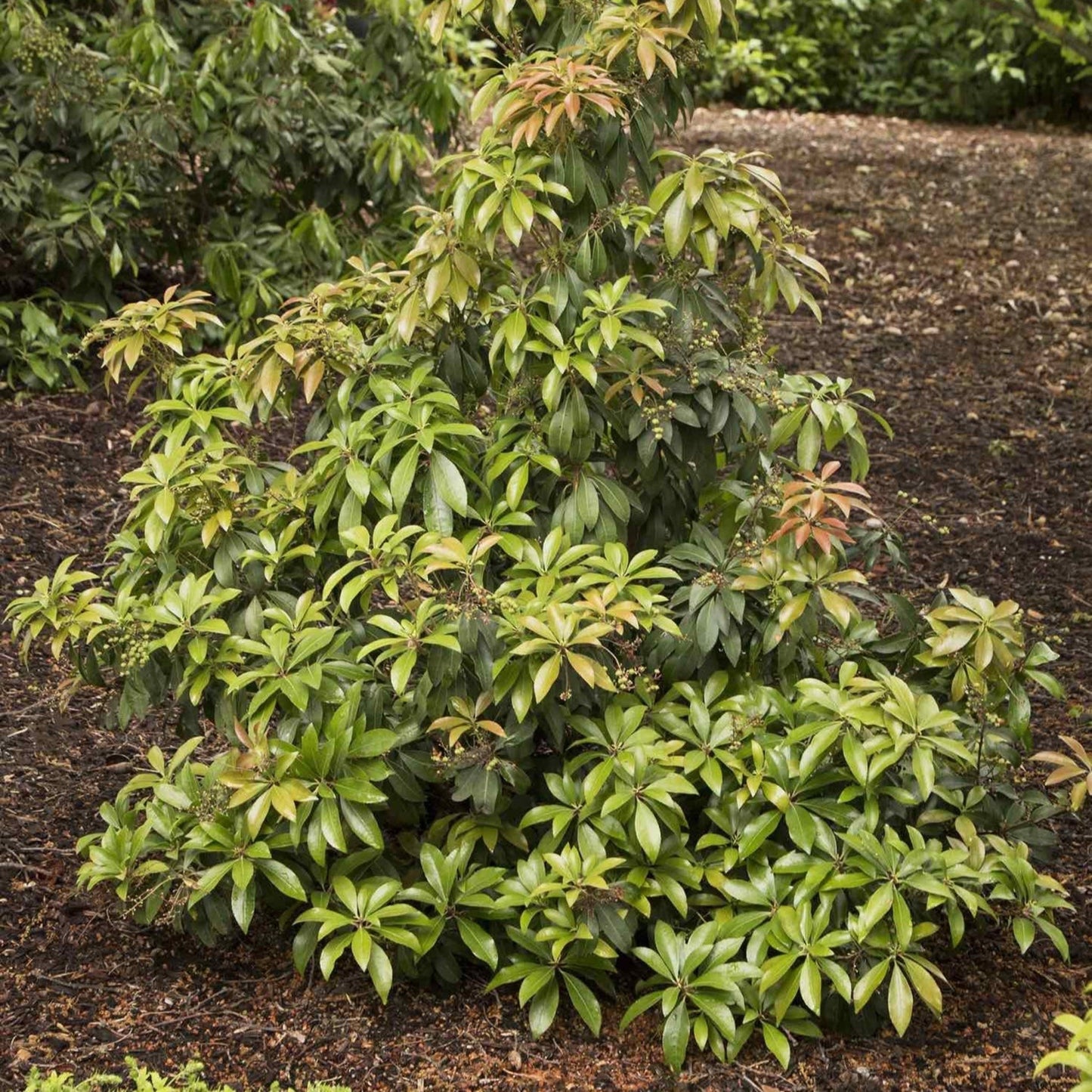 Enchanted Forest® Impish ElfTM Pieris