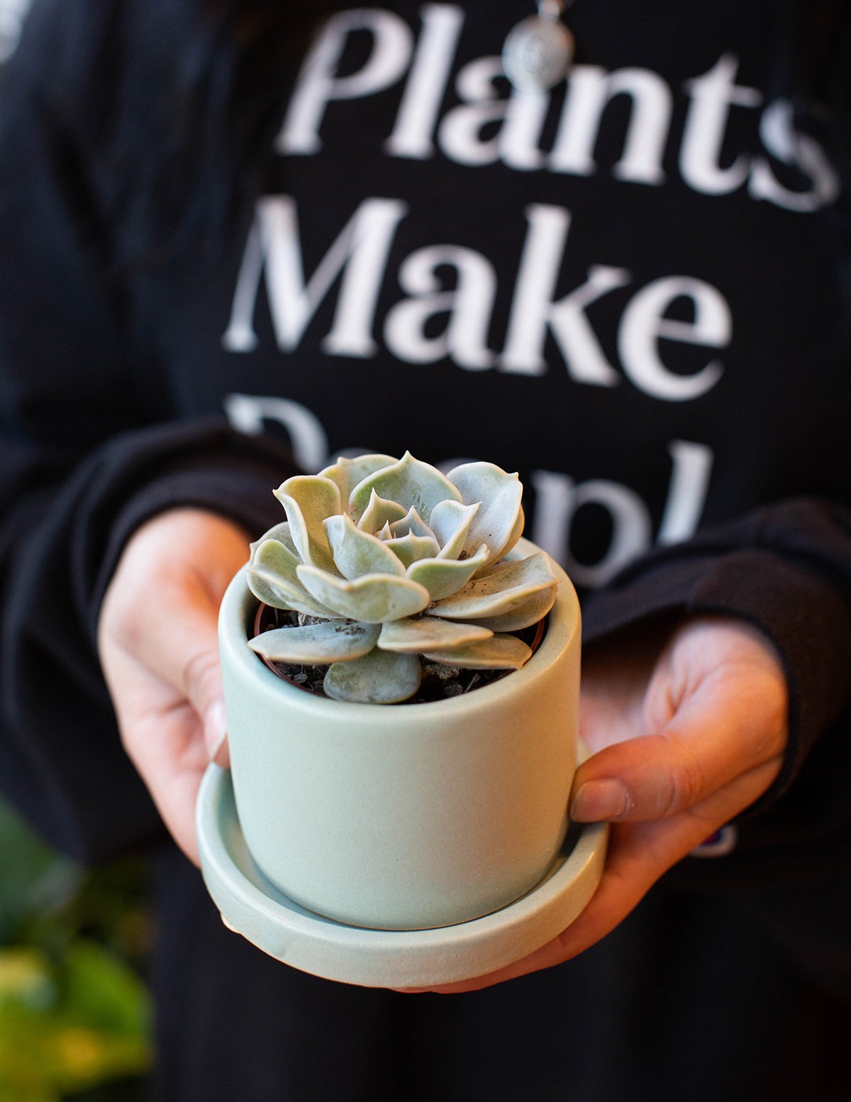 Echeveria Garotto