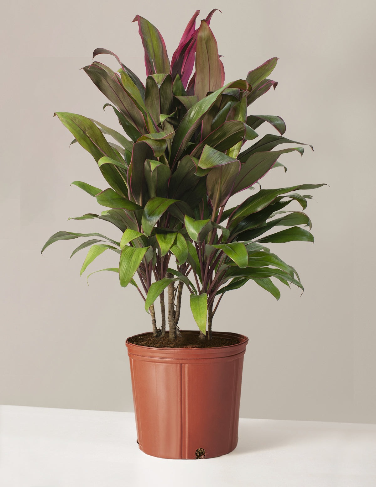 Large Cordyline Maria