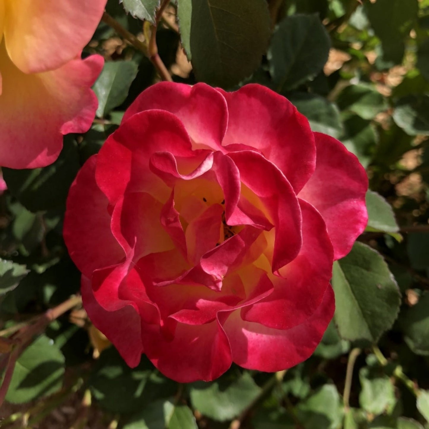 Gumball GoodyTM Rose