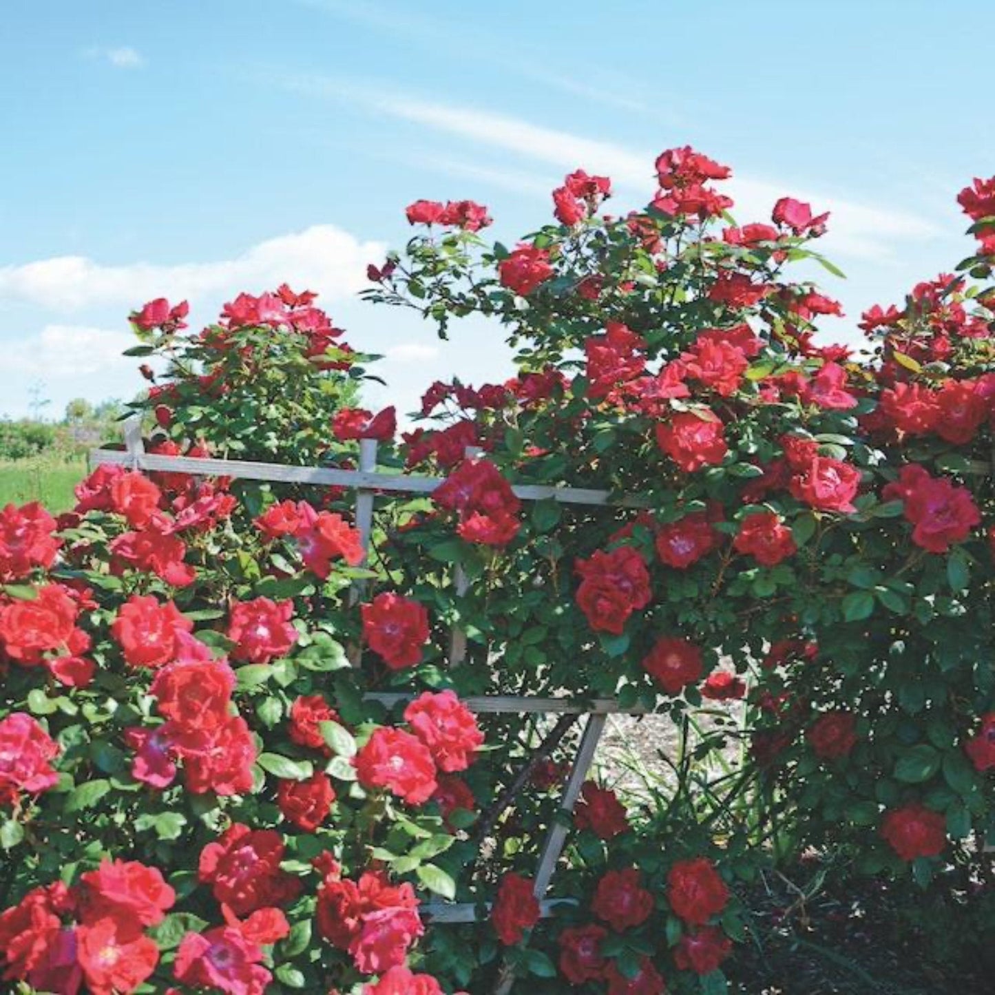 Winner's CircleTM Climbing Rose