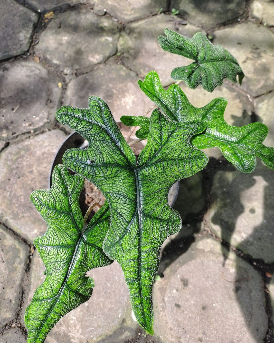 Alocasia Jacklyn