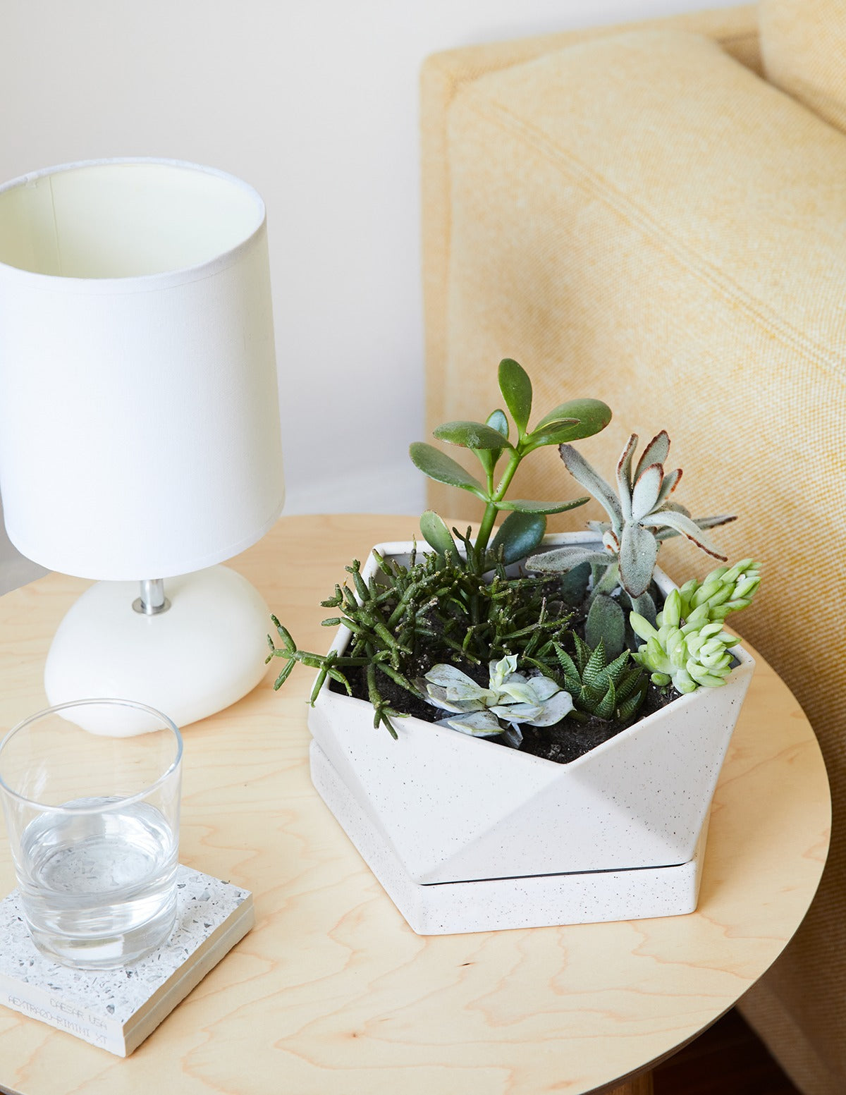 Mega Mini Succulent Party Pack, 20