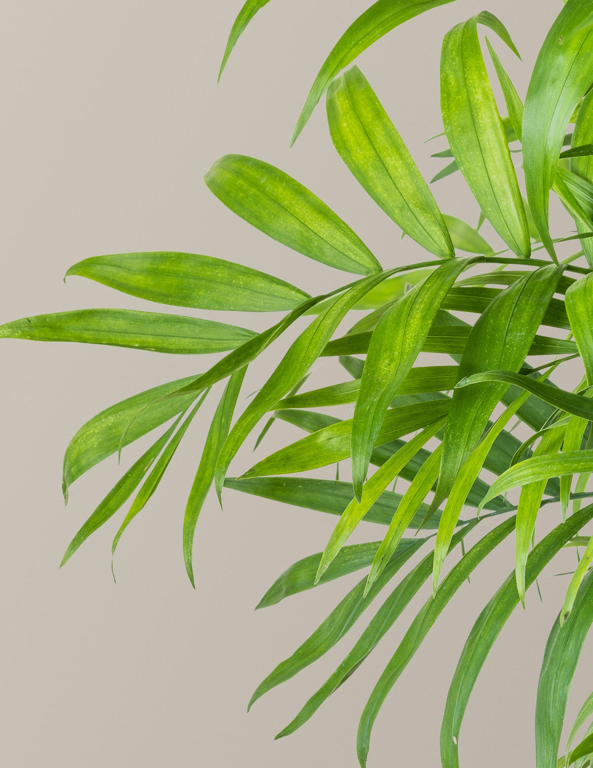 New Digs Pet Friendly Plant Trio