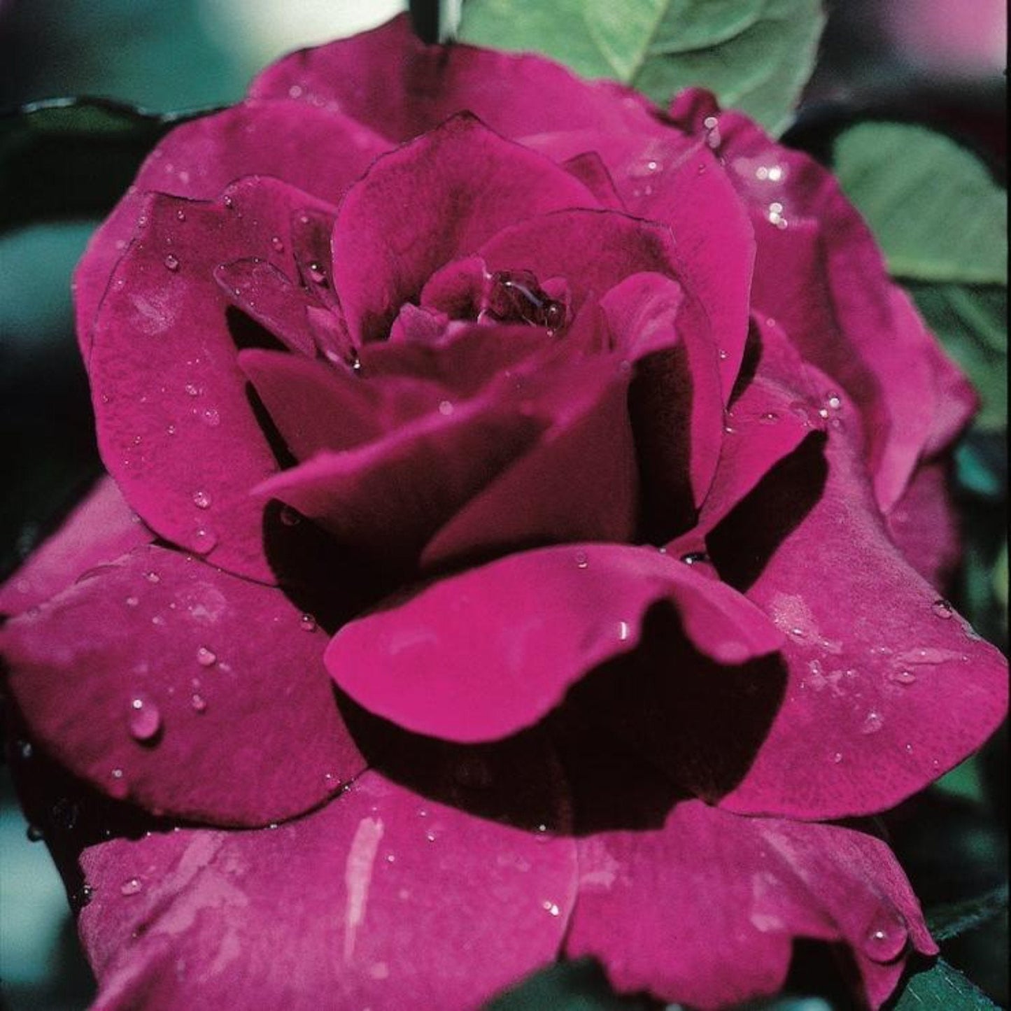 Intrigue Rose Tree
