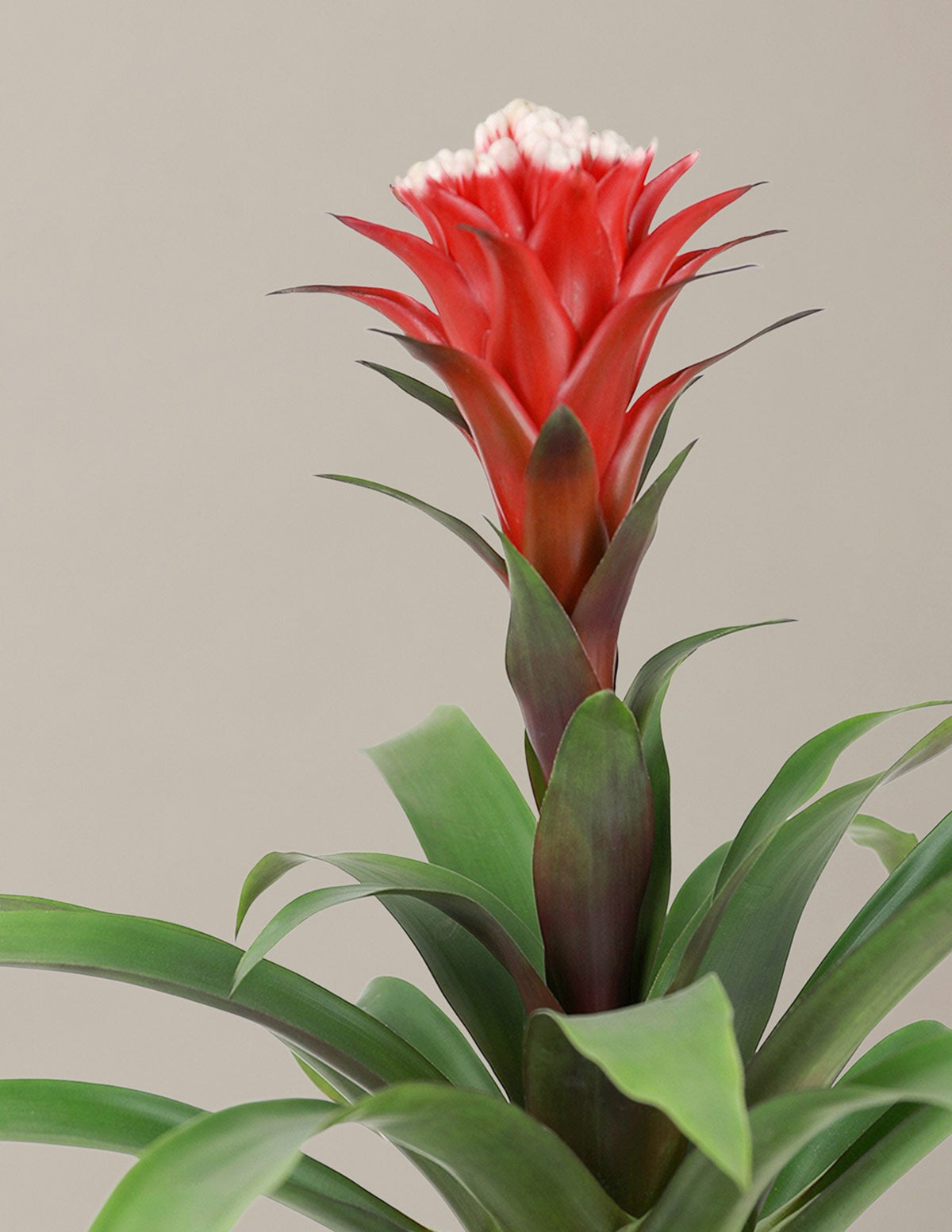 Bromeliad Assortment