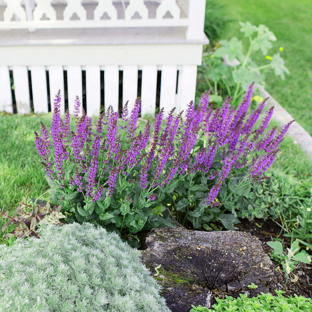 Blue Marvel Salvia