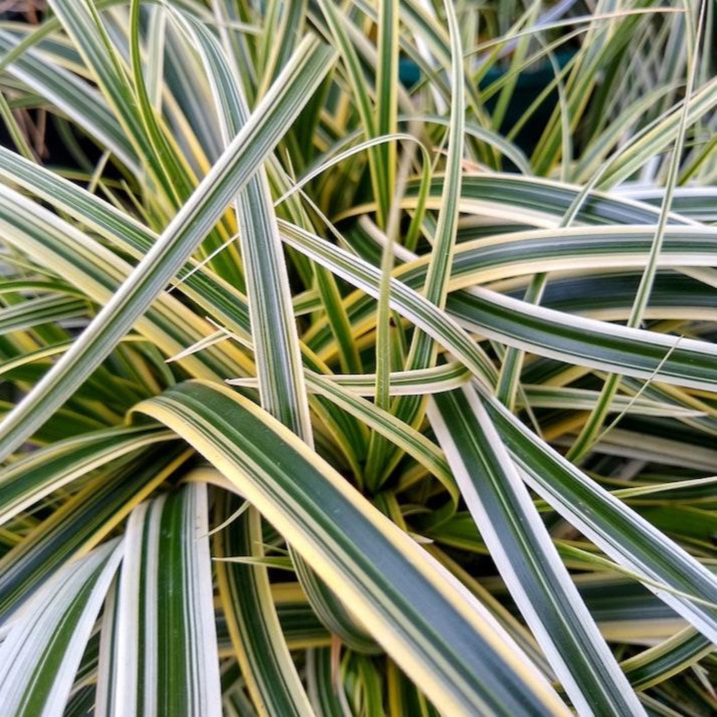 Carex Feather FallsTM