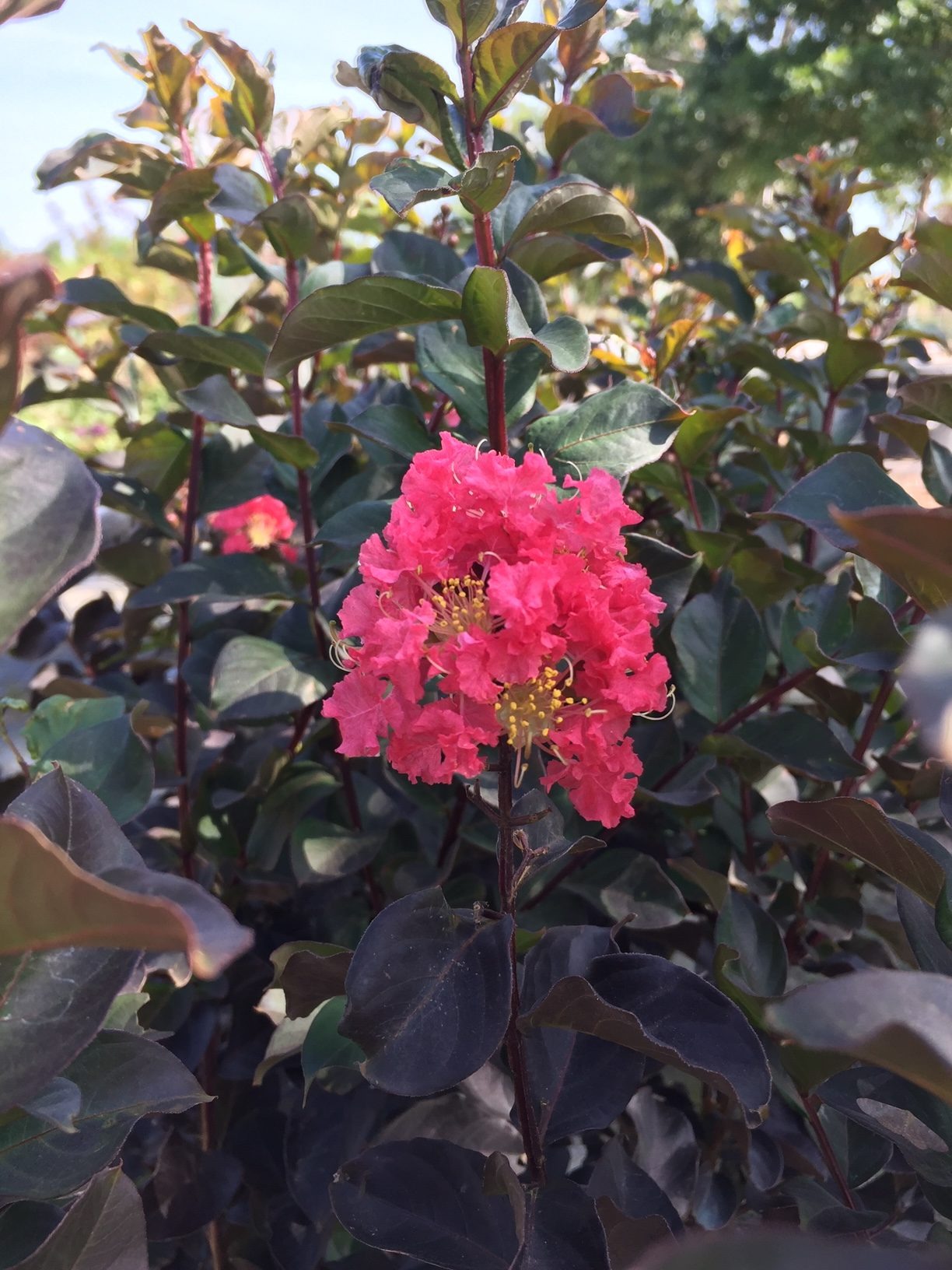 ThunderstruckTM Coral BoomTM Crape Myrtle