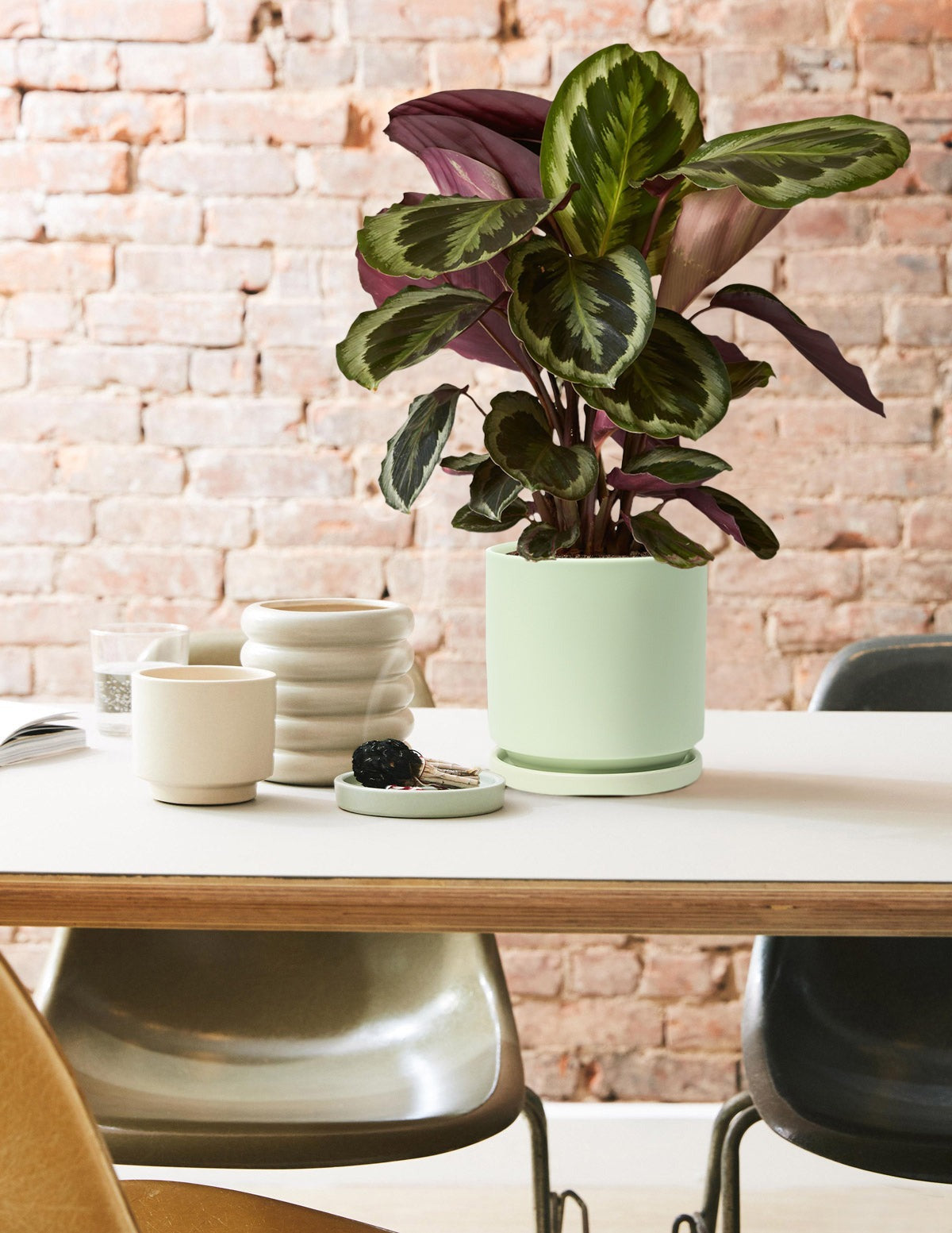 Calathea Medallion