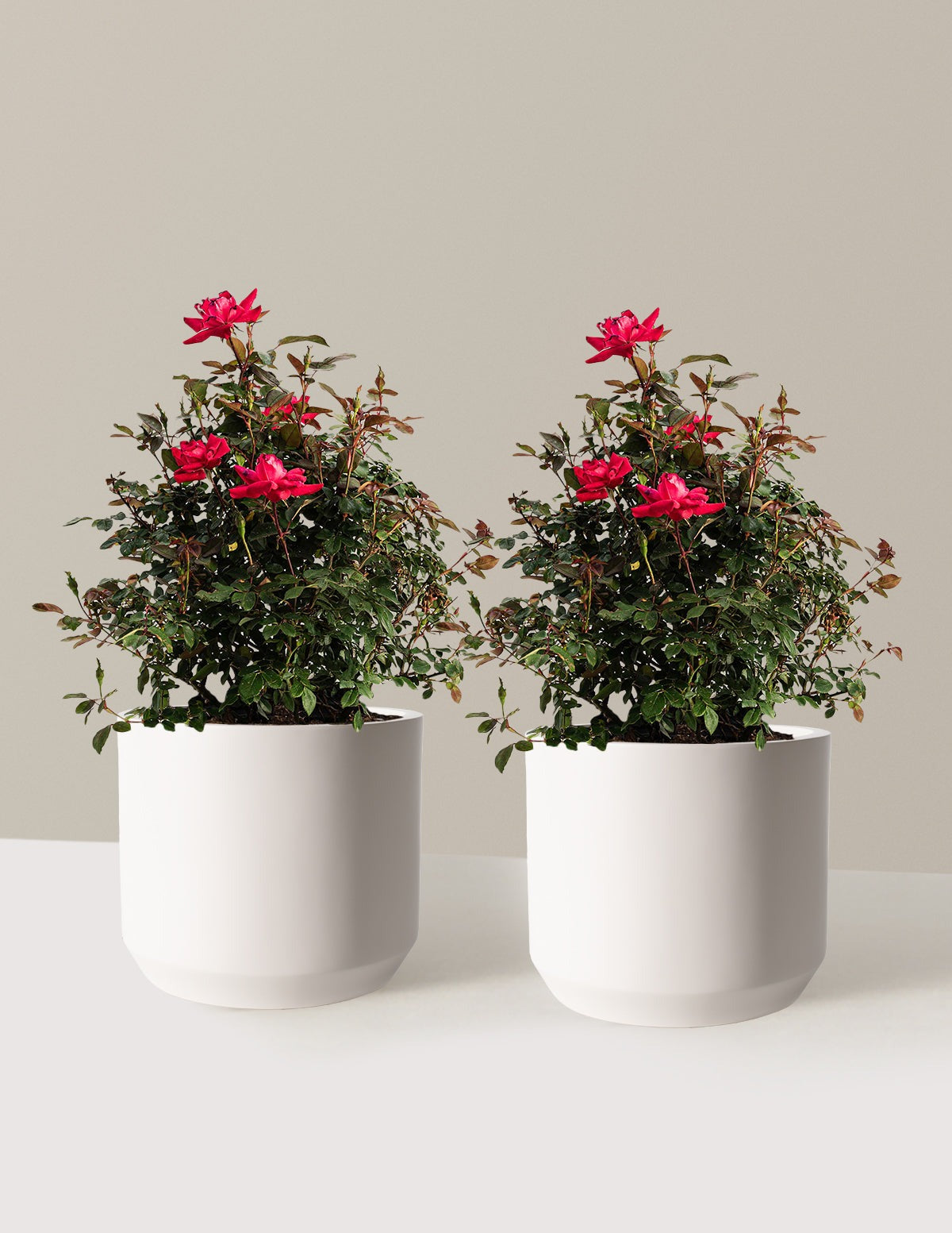 Double Knock Out® Rose