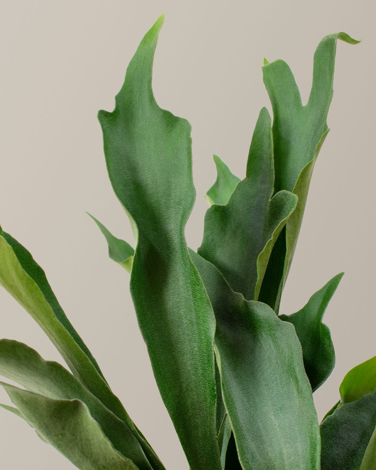 Staghorn Fern Hanging Basket