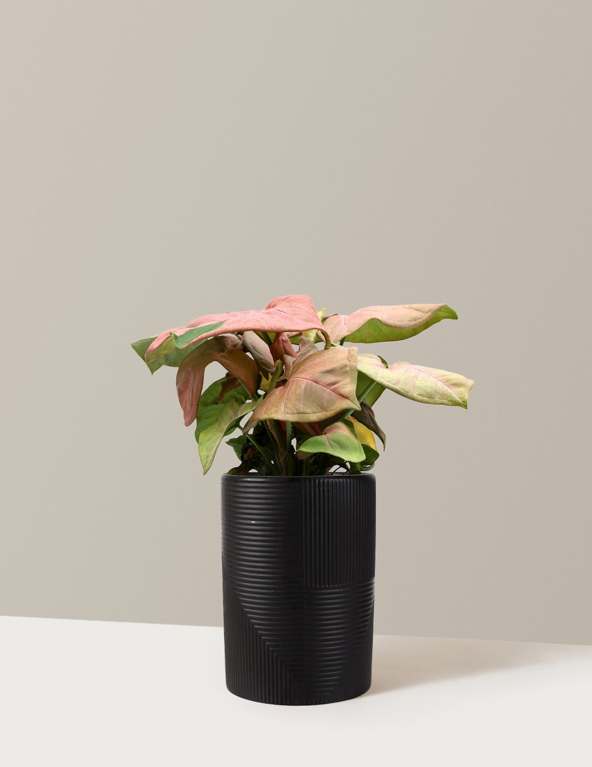 Pink Arrowhead Plant