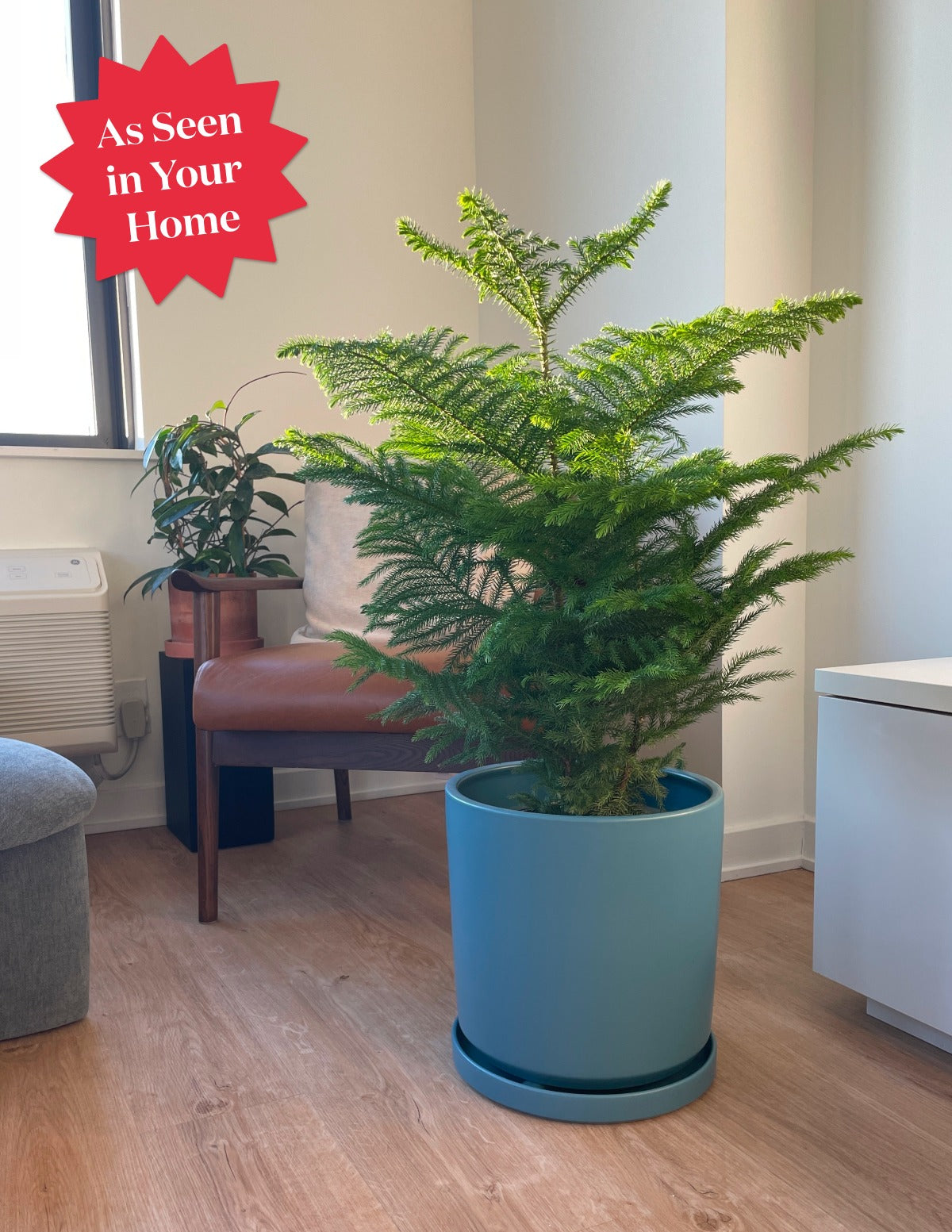 Norfolk Island Pine
