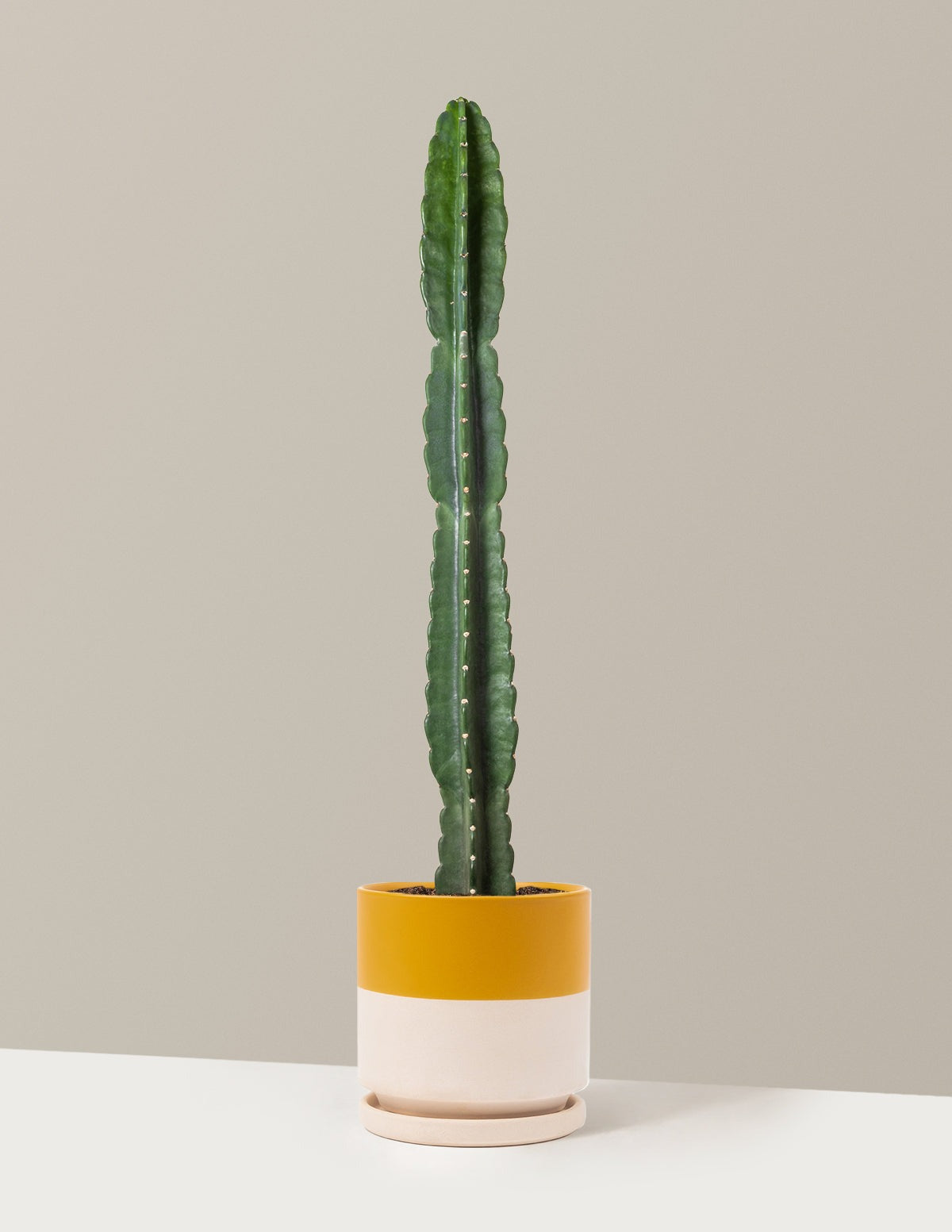 Cuddly Cactus