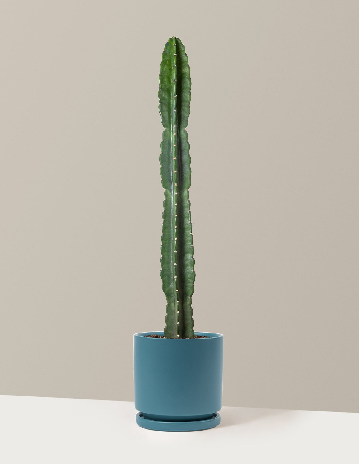 Cuddly Cactus