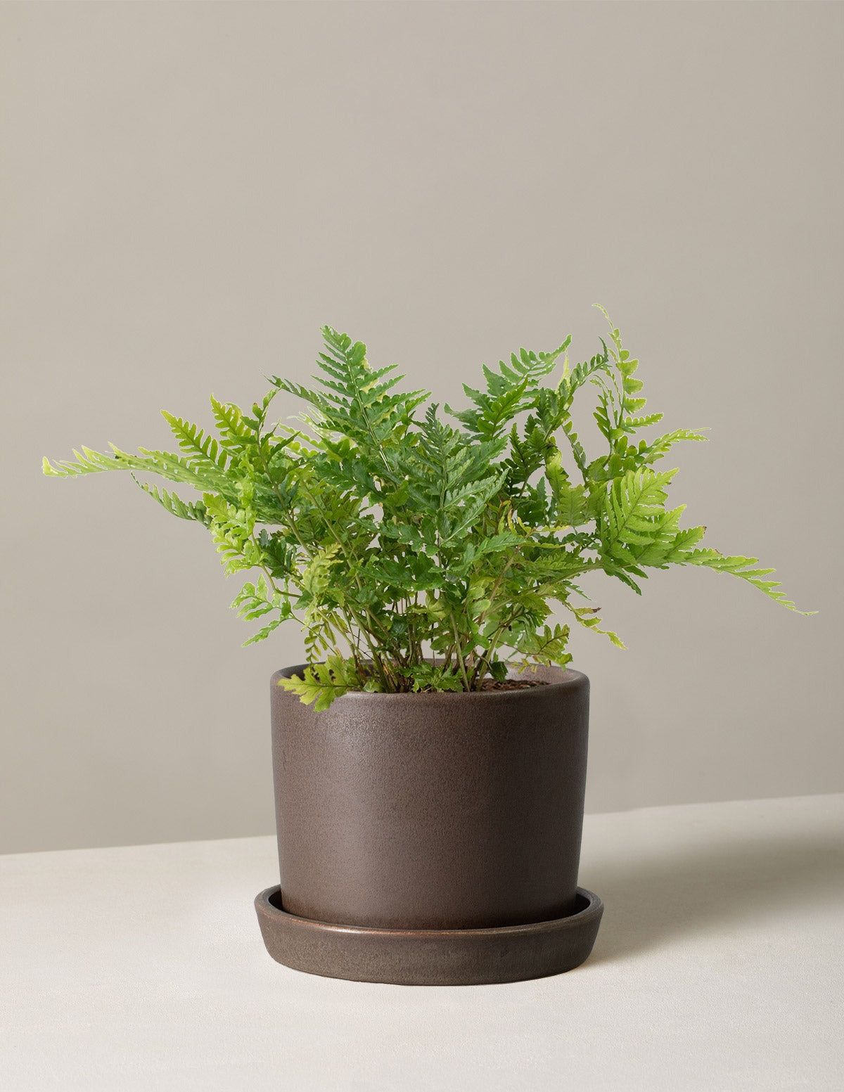 Japanese Shield Fern