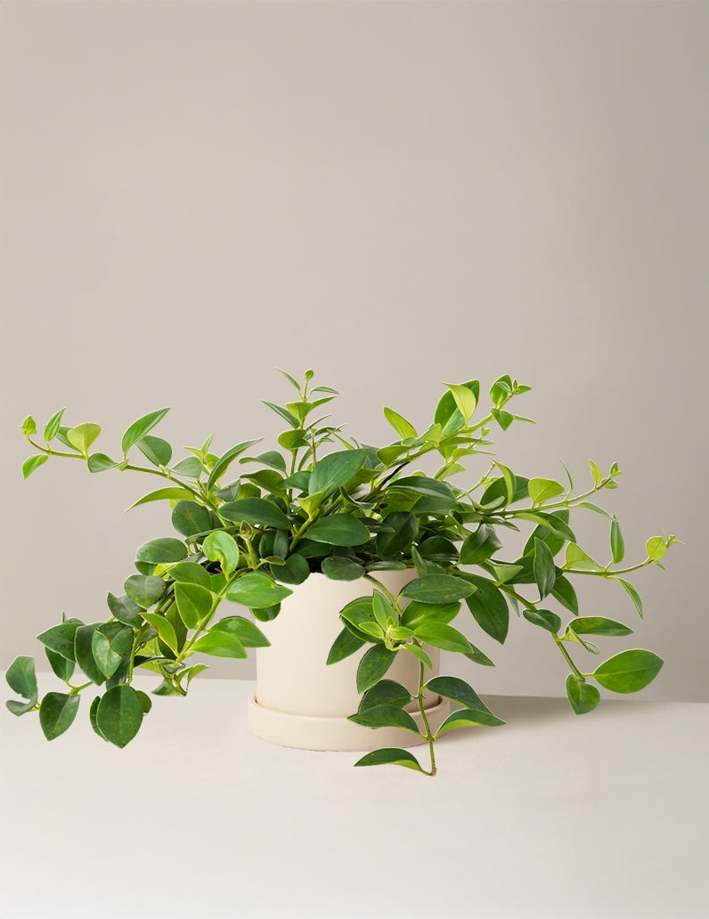 Lipstick Plant