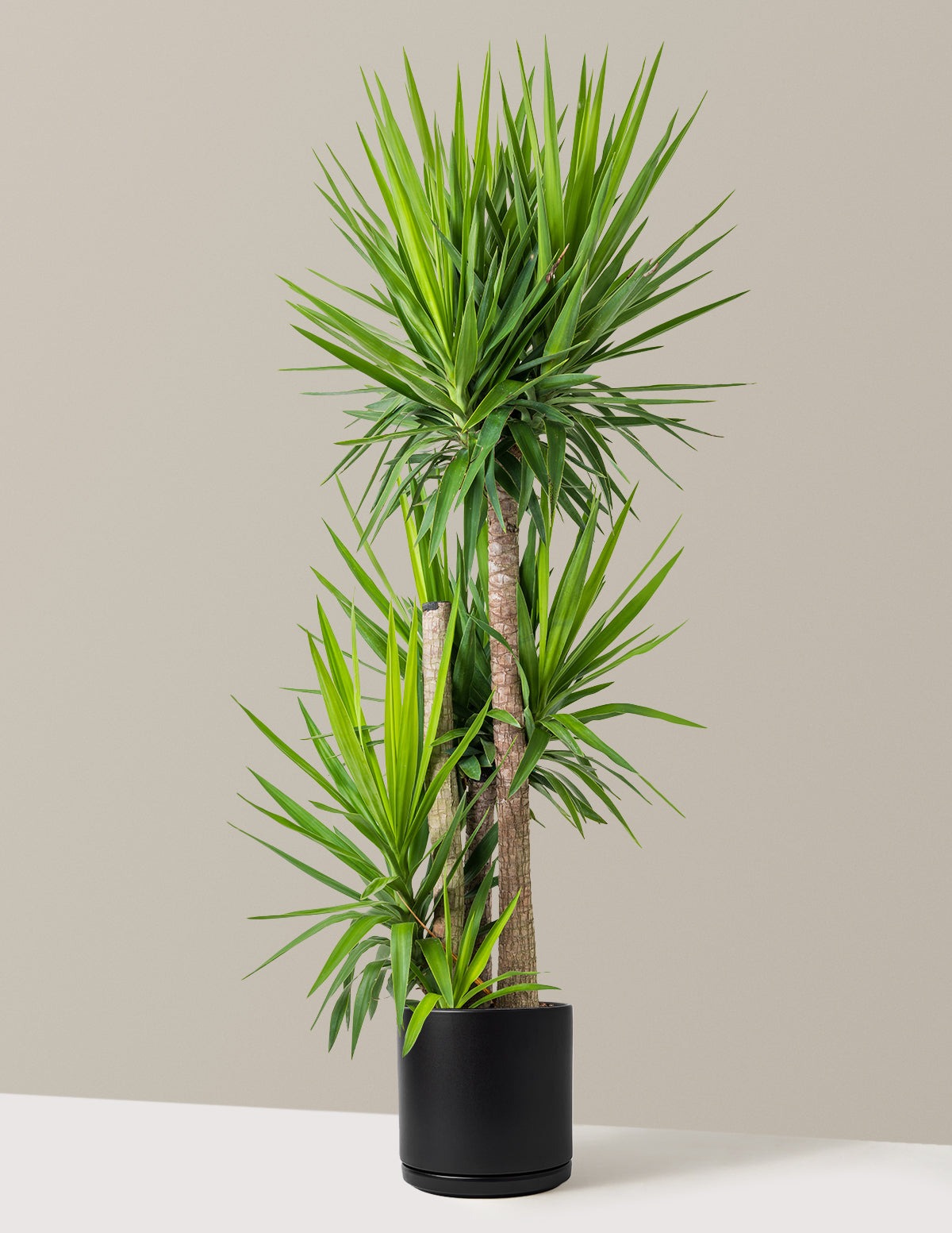Yucca Plant Multi Stem