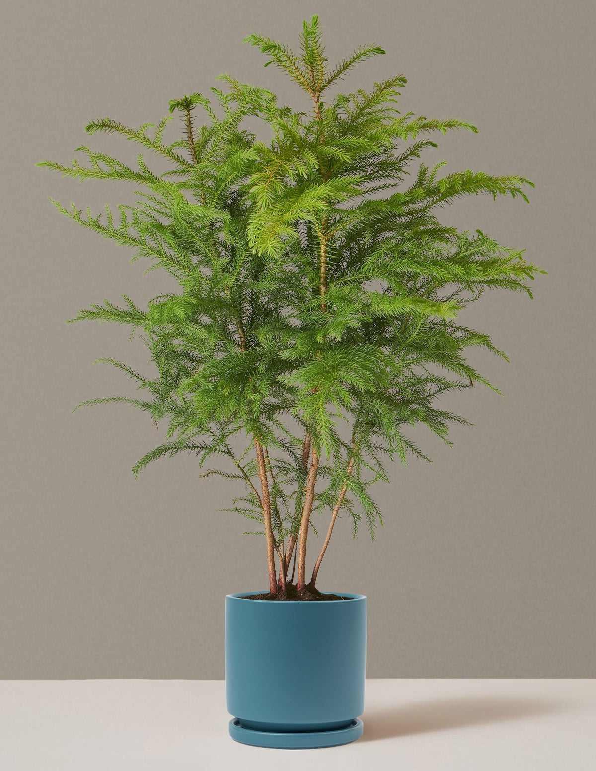 Norfolk Island Pine