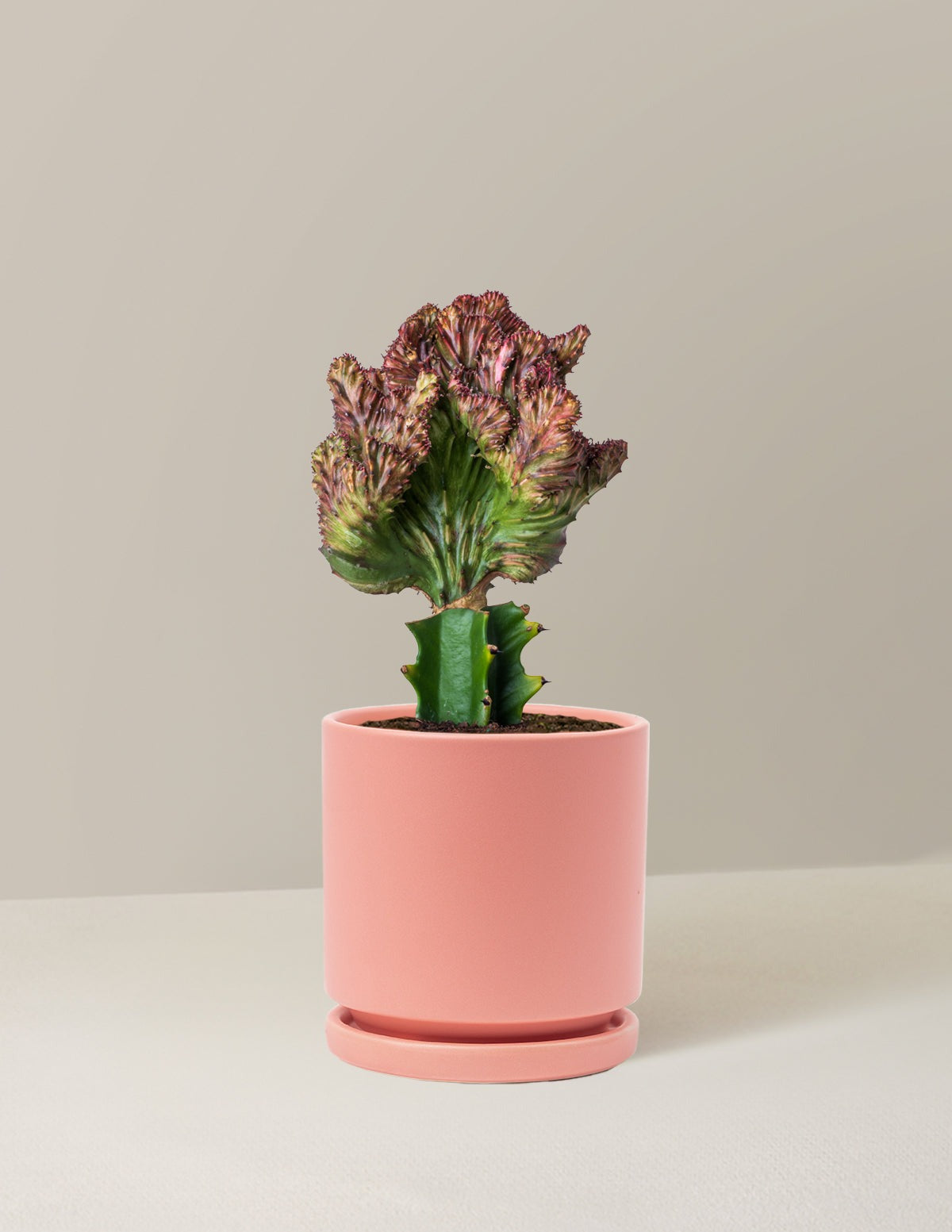 Mermaid Tail Cactus