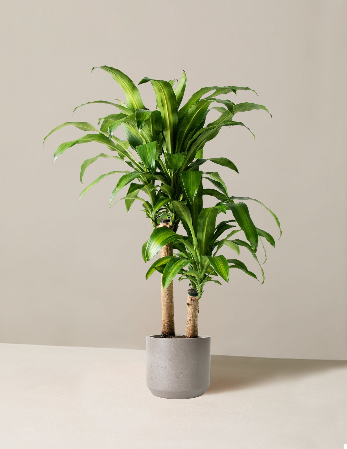 Dracaena Mass Cane